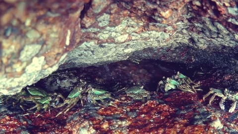 Small crabs under the rock Stock Footage 76016579