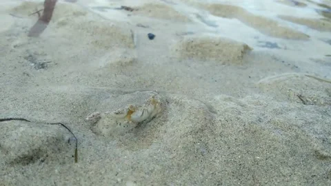 Small crabs will hide behind the sand Stock Footage 153369237