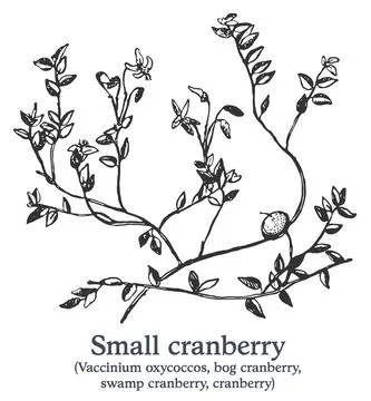Small cranberry. Vector hand drawn plant. Vintage medicinal plant sketch. Stock Illustration