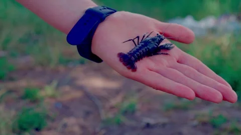 Small Crayfish Found During River Cleanup Resting on Human Palm Vidéo 340463451