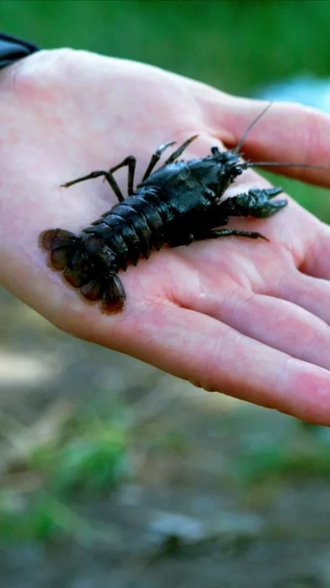 Small Crayfish Found During River Cleanup Resting on Human Palm Stock Footage 340576848