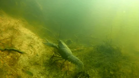 Small Crayfish; Green River Environment Video stock 103812790