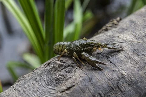 The small crayfish move on  the tree against background. Crayfish on the fall Foto stock