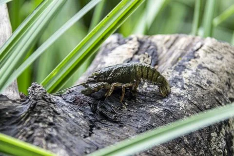 The small crayfish move on  the tree against background. Crayfish on the fall Stock Photos