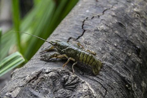 The small crayfish move on  the tree against background. Crayfish on the fall Stock Photos