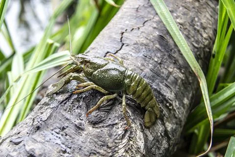 The small crayfish move on the tree against background. Crayfish on the falle Stock Photos