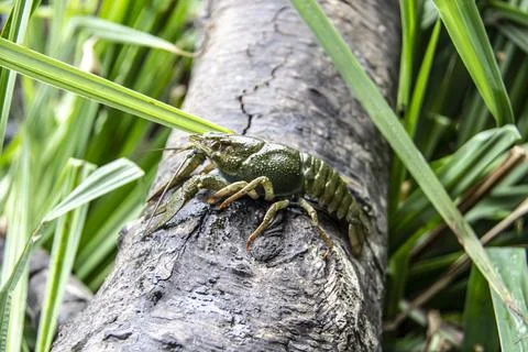 The small crayfish move on the tree against background. Crayfish on the falle Stock Photos