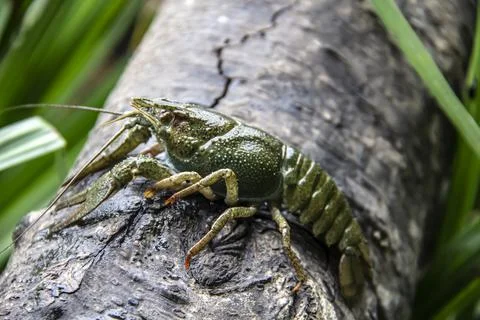 The small crayfish move on the tree against background. Crayfish on the falle Stock Photos