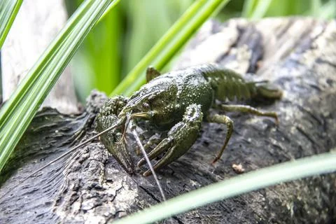 The small crayfish move on the tree against background. Crayfish on the falle Stock Photos