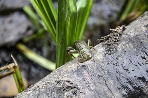The small crayfish move on the tree against background. Crayfish on the falle Stock Photos