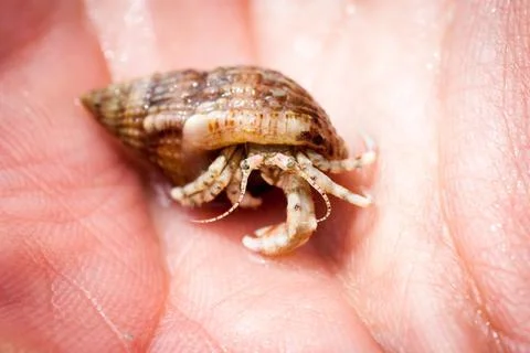 Small crayfish Fotos Stock