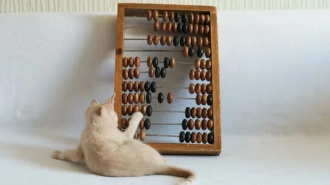 A small cream-colored kitten is playing with wooden abacus, on a white bedspr Stock Footage 137135152