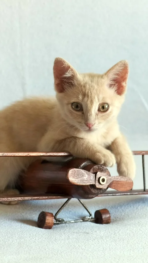 A small cream-colored kitten is playing with a wooden airplane, Stock Footage 285709246