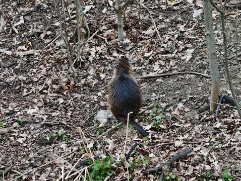 Small creature amid dry foliage. Brown rodent strolling through withered le.. Photos