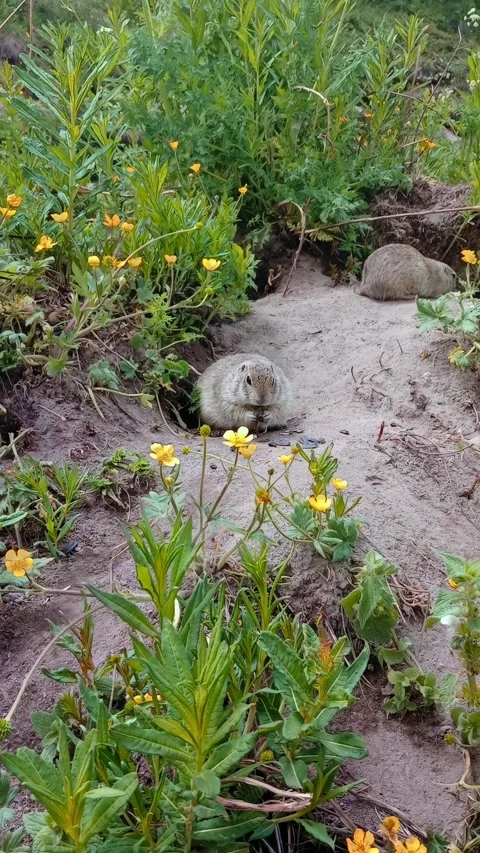 A small creature lies nestled in a burrow among vibrant wildflowers, enjoying Video stock 312818226