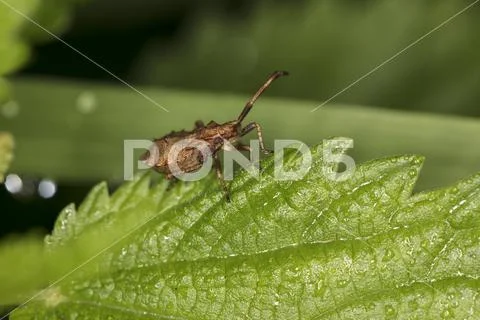 Small creature on a nettle leaf, close up Stock Photos
