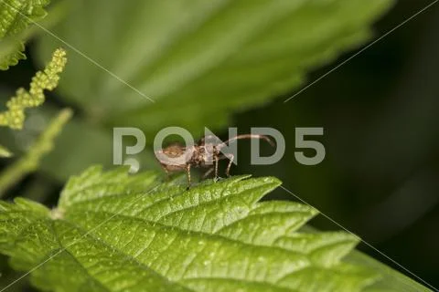Small creature on a nettle leaf Stock Photos