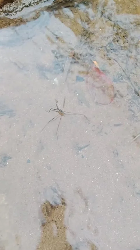 Small creature or animal moving in shallow water stream Stock Footage 346745982