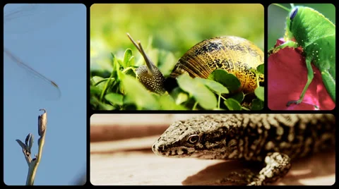 Small creatures 스톡 동영상 33716140