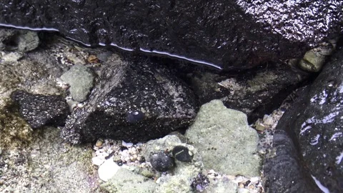 Small creatures in the tide pool Stock Footage 81644692