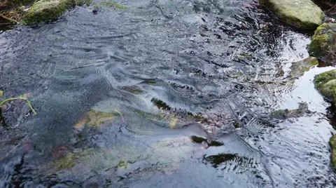 Small creeck Stock Footage 10808503