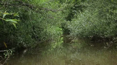 Small creek _1 Stock Footage 11358756