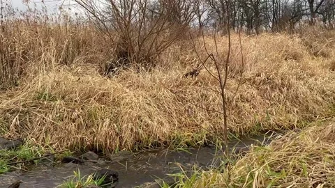 Small Creek and Branches Stock Footage 231582674