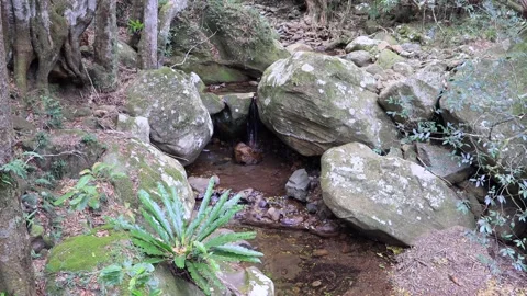 Small creek and fall of fresh water on rocks in rainforest as 4k. Stock Footage 139962730