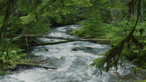 A small creek babbling - Oregon's Mt Hood National Forest - Day Stock Footage 232186711