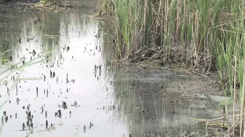 Small Creek with Cattails at the Water's Edge 01 Stock Footage 243593696