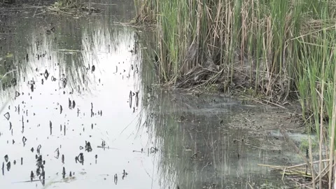 Small Creek with Cattails at the Water's Edge 02 Stock Footage 243593825