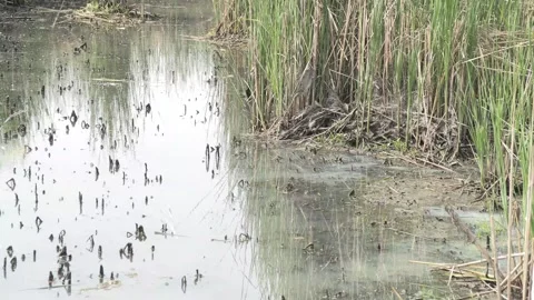 Small Creek with Cattails at the Water's Edge 03 Stock Footage 243593830