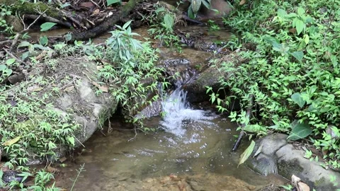 Small creek in the cloud forest Stock Footage 157539820