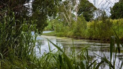 A Small Creek Ecosystem Stock Photos