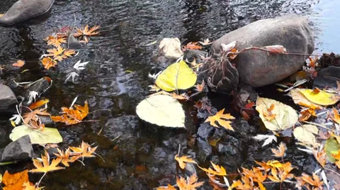 Small creek with fall leaves Video stock 34415850