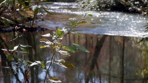 Small Creek Flowing Stock Footage 83322364