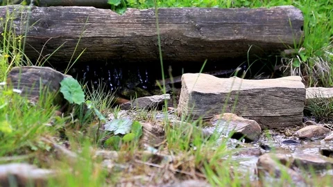 Small creek flowing in a forest at sunny summer day. Stock Footage 87939606