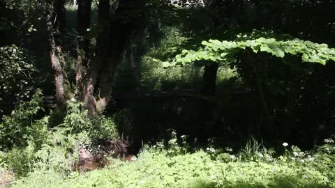 Small creek flowing through dense green forest on a sunny summer day 스톡 동영상 338011813