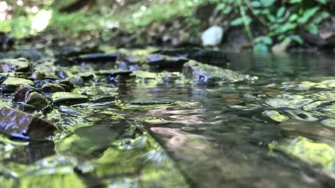 Small Creek Flowing Through Forest Vídeo Stock 91517619