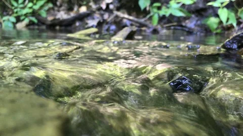 Small Creek Flowing Through Forest Vídeos de archivo 91517666