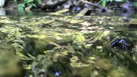 Small Creek Flowing Through Forest in Slow Motion Vídeos de archivo 91517699