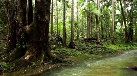 Small creek flowing through rainforest. Stock Footage 47946224