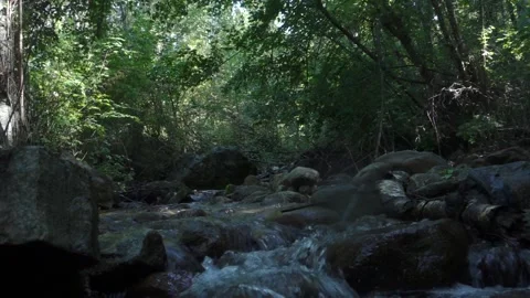 Small Creek Flowing Through Rocks With Sunlit Trees Stock Footage 232050276