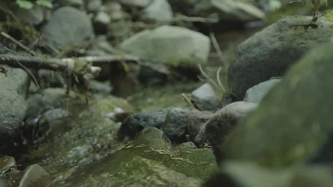 Small creek flowing through rocks - Mt Hood National Forest in Oregon Stock-Footage 234765581