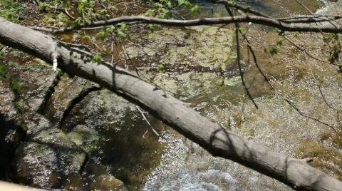 Small Creek flowing under a large tree limb on a sunny day Stock Footage 773667