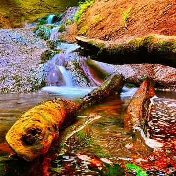 Small creek flows over rocks and logs in forest during bright day Stock Photos