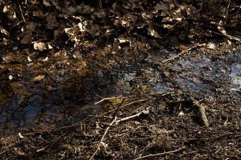 A small creek flows through mud, dried leaves and branches during spring Foto stock