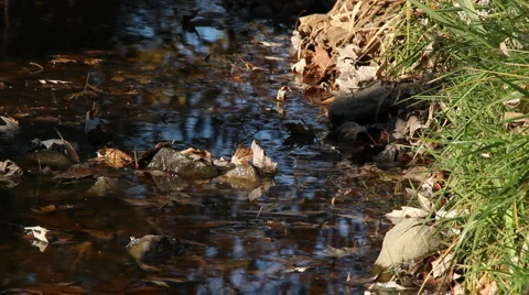 Small creek 動画素材 925150