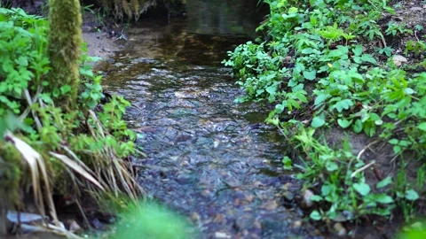 A small creek 動画素材 153369361