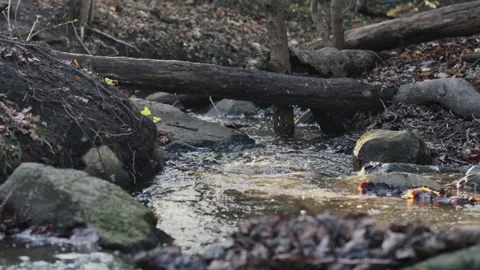 Small creek Video stock 263727618